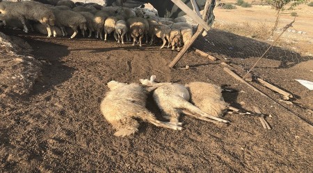 Tarım ilaçları koyunları zehirledi
