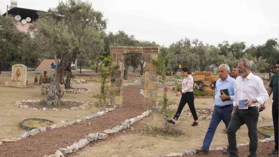 Tarsus'ta 'Zeytin Gen Koruma Alanı' açılıyor