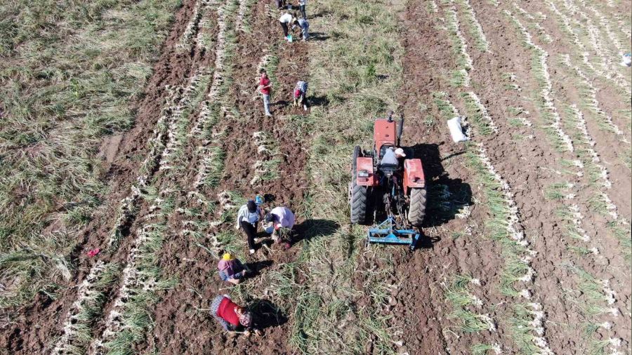 Ta�k�pr� sar�msa�� dijital pazara girdi