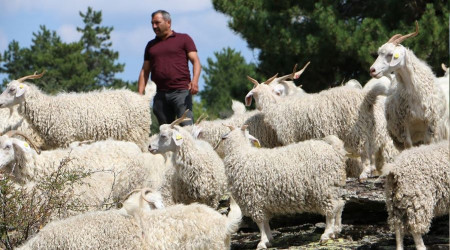 Tiftik keçisi Seben'de koruma altına alınıyor