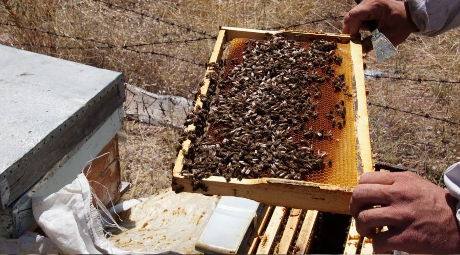 Toplu arı ölümlerinin sebebi bulundu