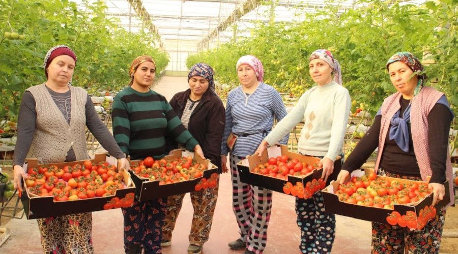 Topraks�z tar�mla �retilen domatesler ihracat�n g�zdesi oldu