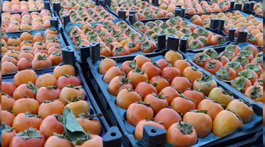 Trabzon hurmas�n�n kurusu Almanya'ya gidiyor