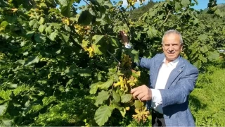 Trabzon Ticaret Borsas Bakan Ergan: 'Fndkta verim artyor'