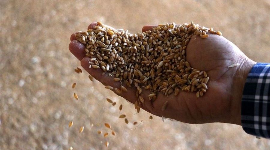 T�rkiye tohum ihtiyac�n� kar��lar!