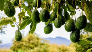 Türkiye'de avokado üretimi ivme kazanmıştır