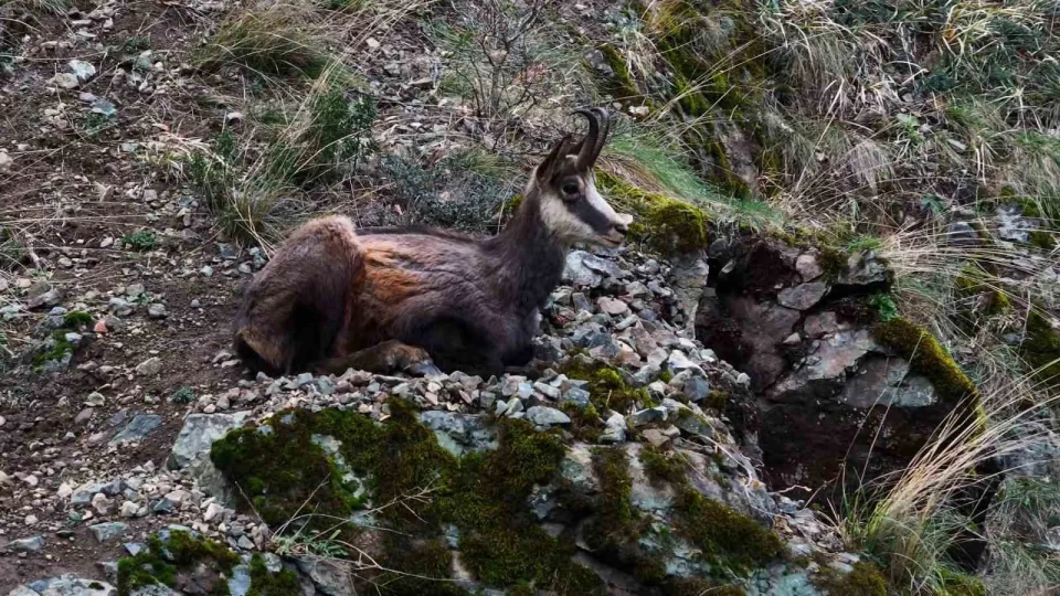 T�rkiye'de en d���k rak�mda sadece G�m��hane'de g�r�l�yor