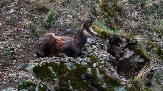 T�rkiye'de en d���k rak�mda sadece G�m��hane'de g�r�l�yor