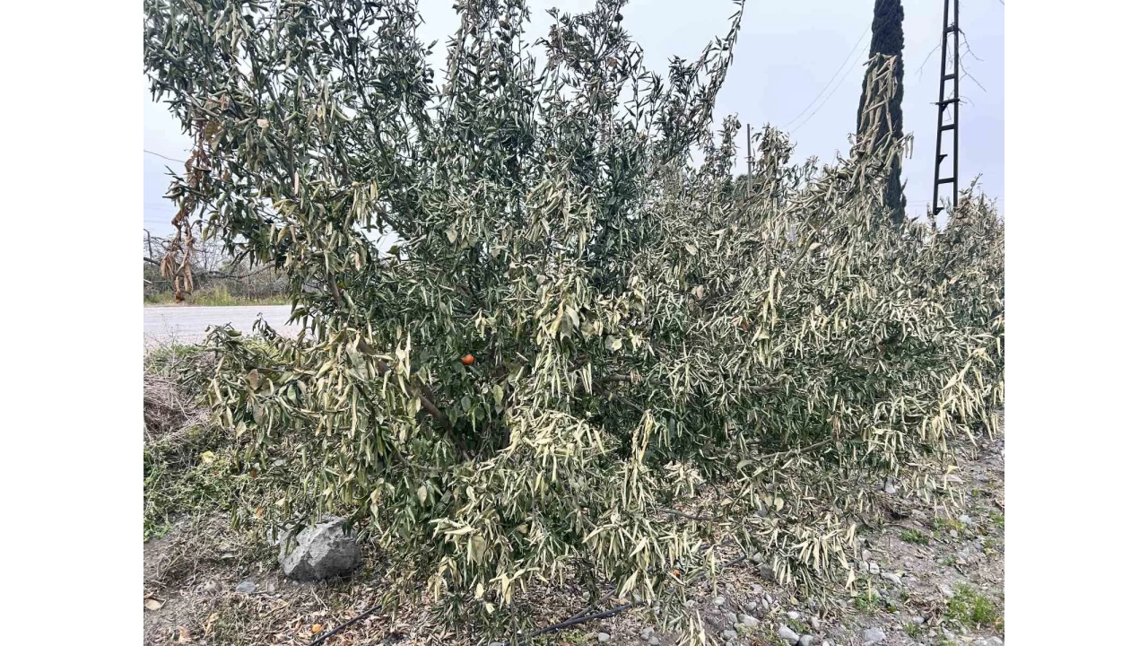 T�rkiye'nin narenciye �retim merkezinde a�a�lar� don vurdu
