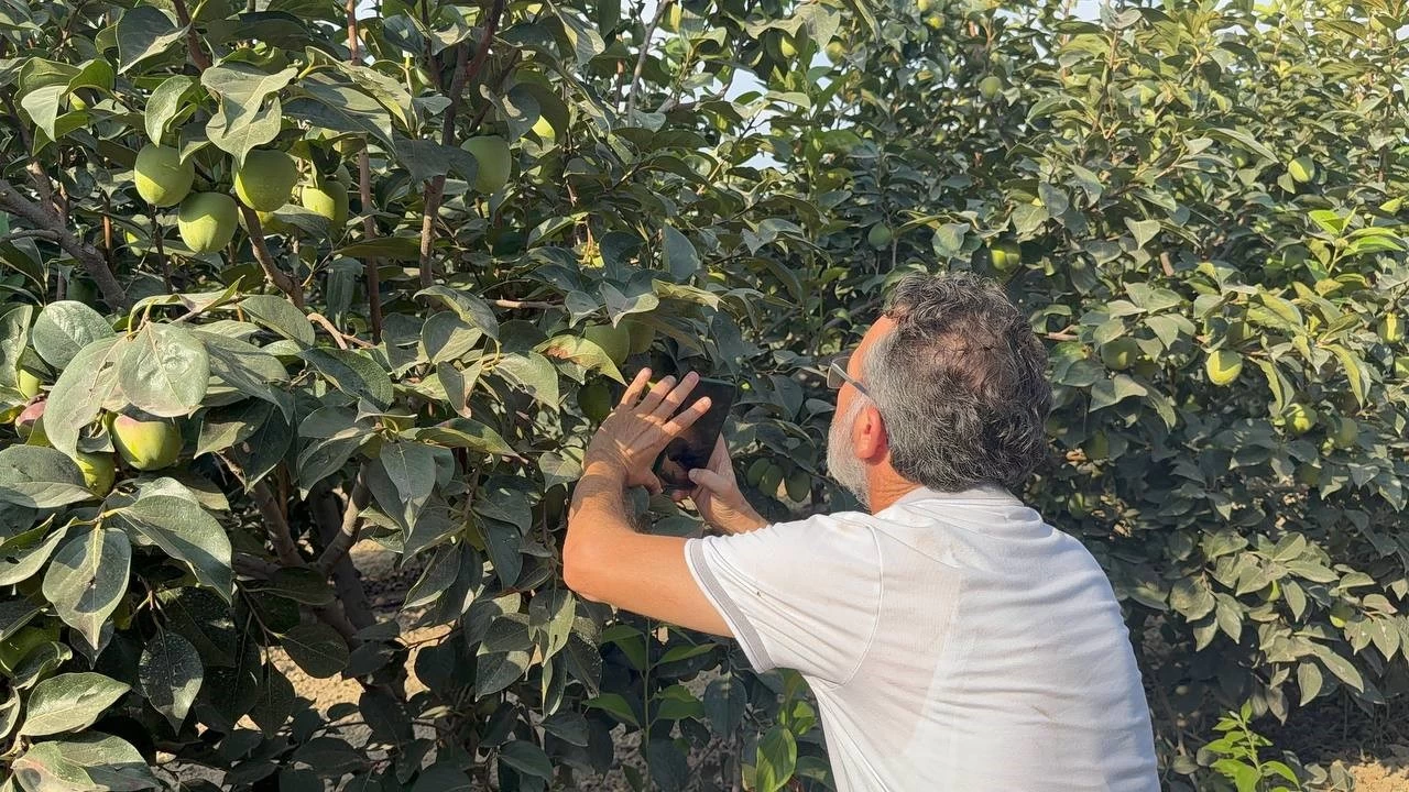 �reticilere 'Akdeniz meyve sine�i' uyar�s�