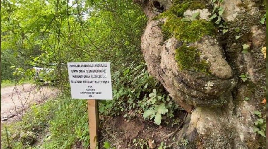 �zerinde el fig�r� olu�an a�a� koruma alt�na al�nd�