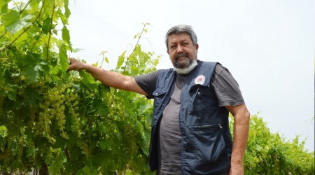 Üzüm ve zeytinde büyük kayıp var
