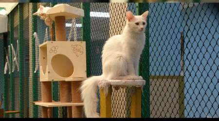 Van kedileri artık mesafeli sevilecek