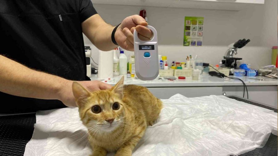 Veteriner kliniklerinde dijital kimlik yoğunluğu