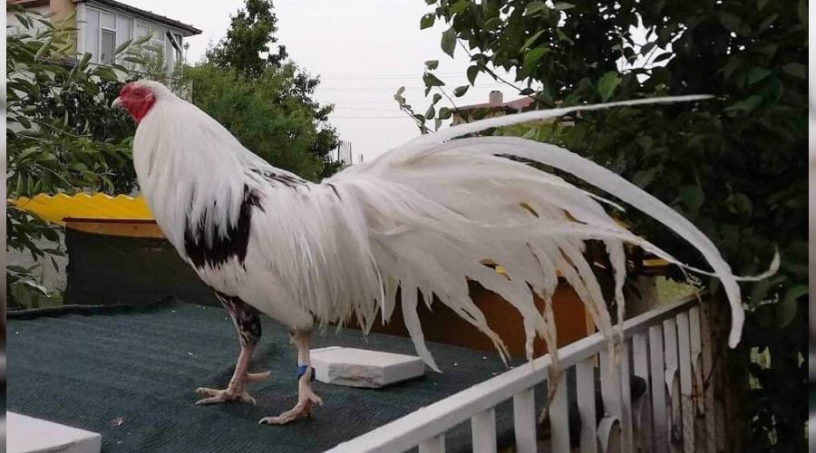 Yakomoho 3 gün sonra bulundu