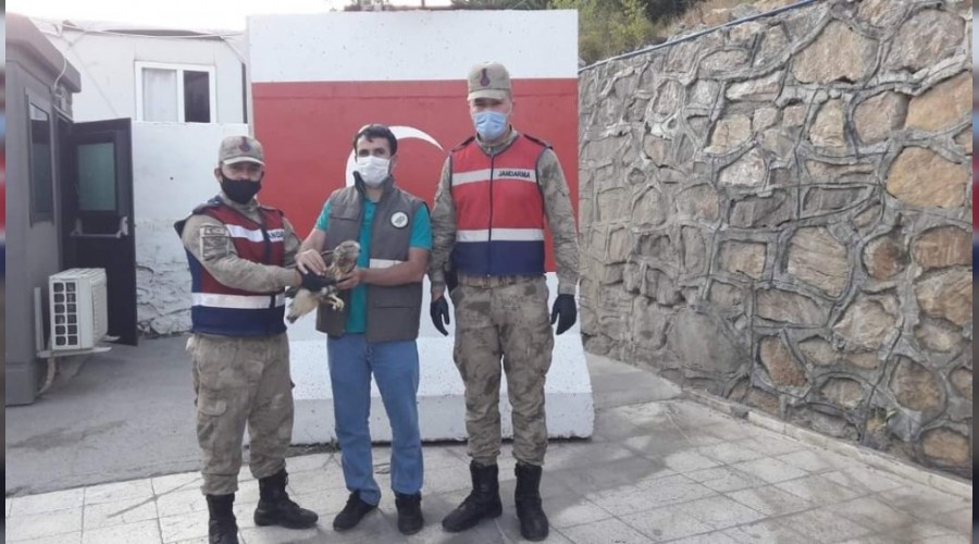 Yaralı kuşlar tedavi altına alındı
