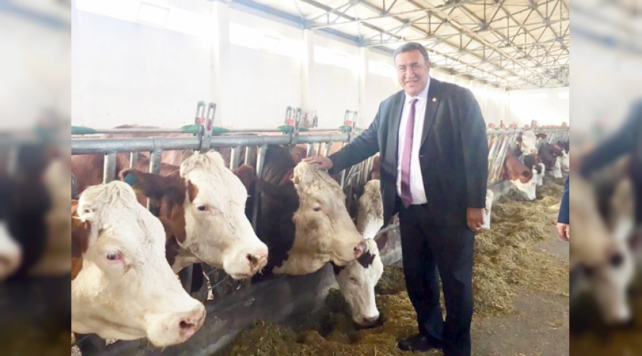 Yerli hayvan �rk� yok oluyor