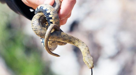 Yılan zehrinden ilaç yapılıyor