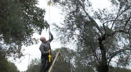 Zeytin hasadı on binlerce vatandaşı iş sahibi yaptı