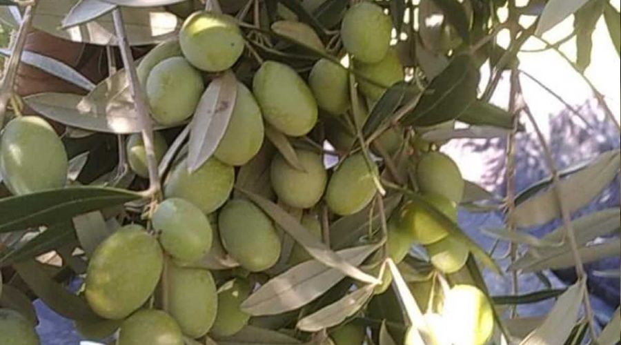 Zeytinya�� fiyatlar� u�tu