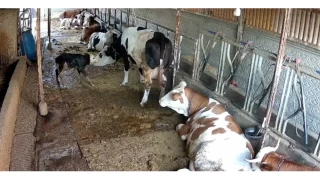 Zincirli anne ile yeni doan buzann kavuma mcadelesi