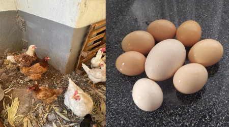 117 gramlık yumurta görenleri şaşırttı