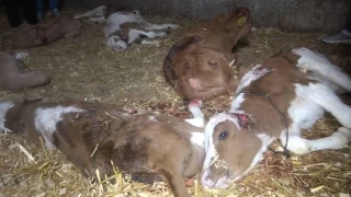 12 buzağı ve 1 kuzusu başıboş hayvanlar tarafından öldürülünce belediyeye dava açtı