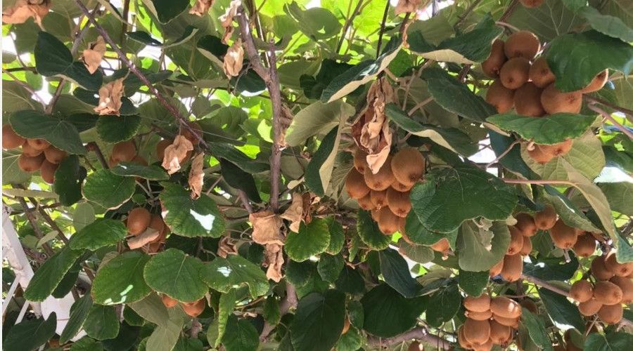 12 yıl önce ektiği fidan ekmek kapısı oldu