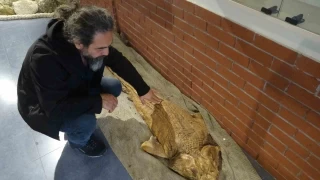 20 günde 2 köpek balığı kıyıya vurdu