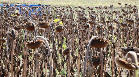 2021 yağlık ayçiçeği ön alım fiyatı kilo başına 5 TL