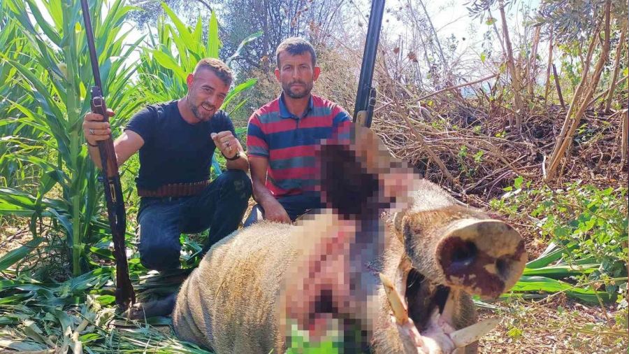 250 kiloluk dev domuz, avcılar tarafından vuruldu