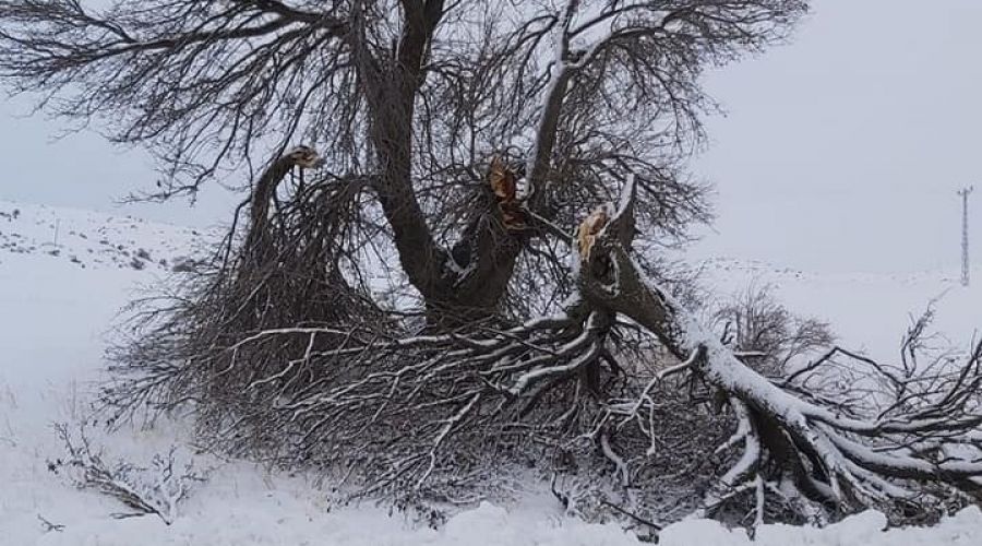 3 as�rl�k a�a� y�ld�r�m kurban�