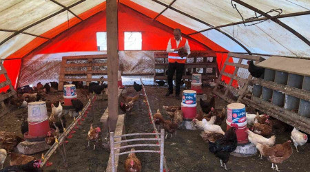 55 yıllık yumurta üreticisinden sıra dışı 'müzikli' yöntem
