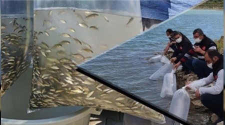 60 bin sazan balığı suyla buluştu