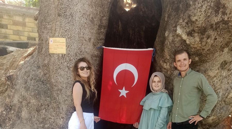 800 yıllık çınar ağacına yoğun ilgi