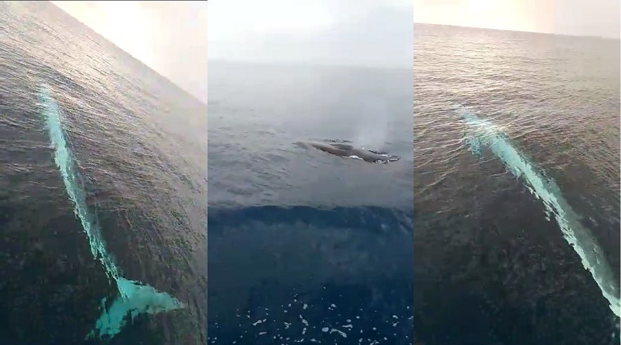 Adana a��klar�nda 15 metrelik balina g�r�nt�lendi