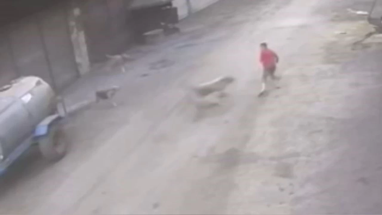 Adana'da 14 yandaki ocuk kpeklerin saldrsna urad