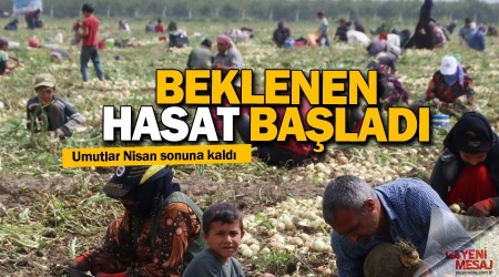 Adana'da soğan hasadı başladı