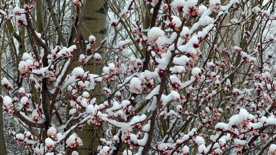 Afyonkarahisar ve K�tahya'da badem ve kay�s� �i�ekleri karla kapland�