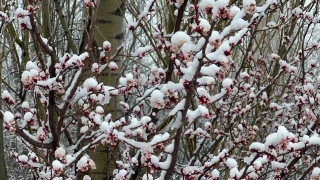 Afyonkarahisar ve Kütahya'da badem ve kayısı çiçekleri karla kaplandı