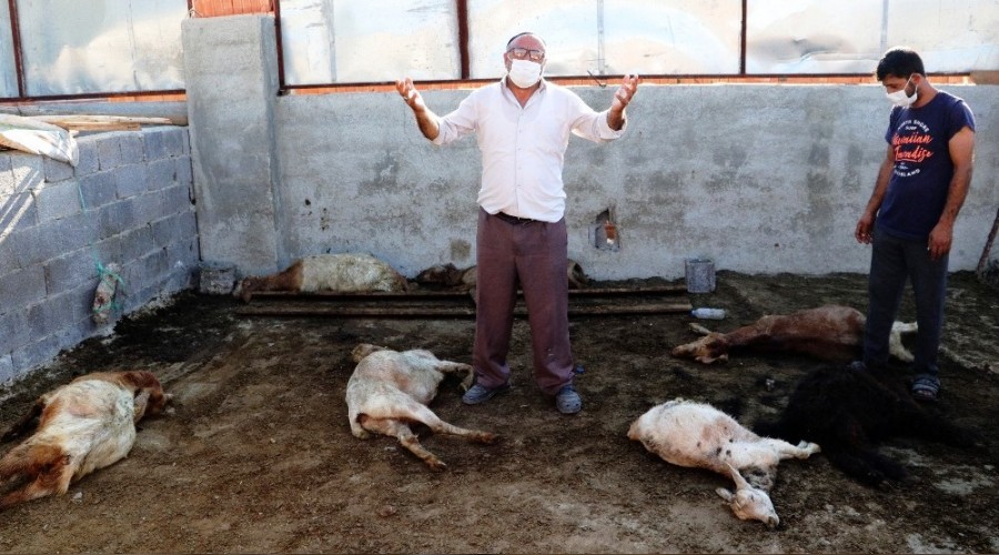 Ahıra giren köpekler 7 keçiyi telef etti