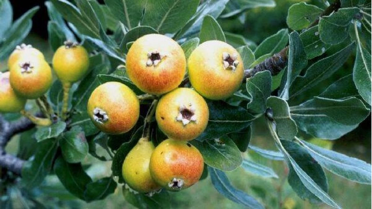 Ahlat Turşusu: Geleneksel bir lezzet ve şifa kaynağı