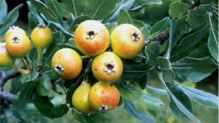 Ahlat Turşusu: Geleneksel bir lezzet ve şifa kaynağı