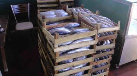 Akçakoca'dan 3 bin kasa palamut çıktı