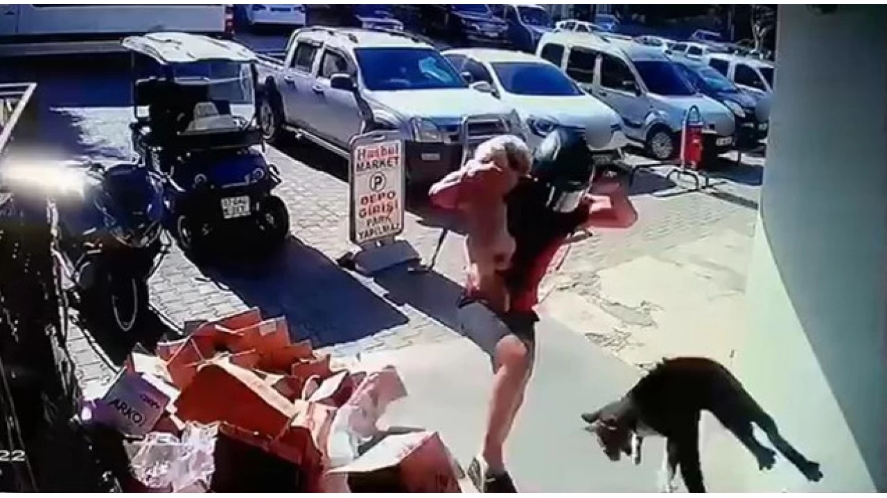 Alanya'da hayvana eziyet cezas�z kalmad�