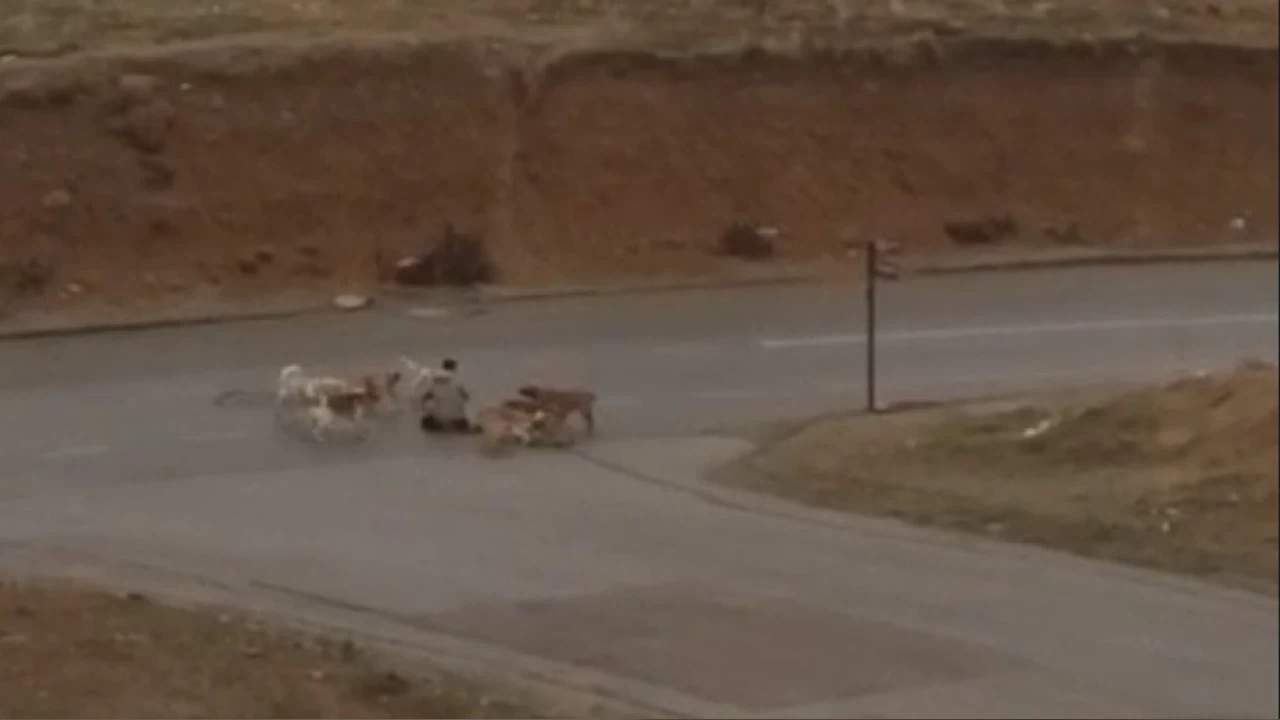 Ankara'da kpekler yere yatrdklar vatanda defalarca srd