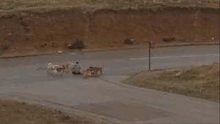 Ankara'da kpekler yere yatrdklar vatanda defalarca srd
