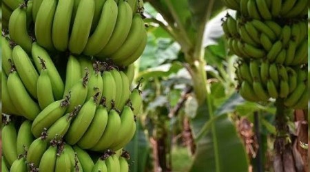 Antalya toplam muz üretiminin yüzde 41'ini karşılıyor