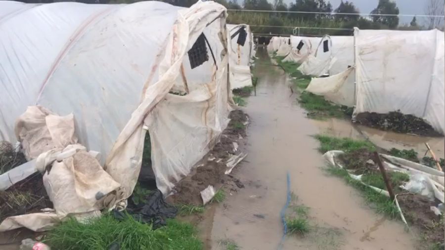 Antalya'da çilek seraları sular altında kaldı