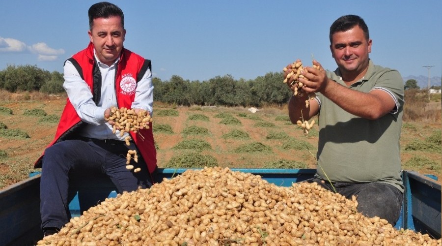 Antalya'da 'fıstık' gibi işe rağbet artıyor